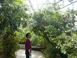 兵庫県フラワーセンター4