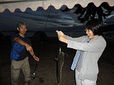ナマズ