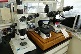 実体顕微鏡と生物顕微鏡
